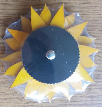 Sonnenblume